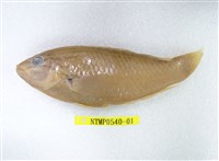 藏品(日本擬隆頭魚)的圖片